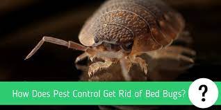 How often do bed bugs feed? How Does Pest Control Get Rid Of Bed Bugs Pest Control Faq