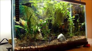 5 Gallon Tank Tetra 5 Gallon Starter Kit Like The Top Fin 5 5 Gal Aquarium Starter Kit Aprox 30 Good Betta Tank Live Plants Betta Live Plants Betta Tank