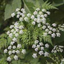 What Is Poison Parsley Tips For Poison Hemlock Identification And Control Poisonous Plants Deadly Plants Plants