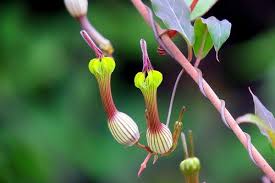 Image result for Ceropegia albipilosa