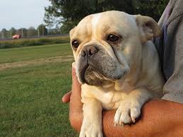 And now they need a home! Greenville Ri French Bulldog Meet Fritz A Pet For Adoption