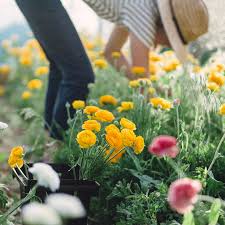 Maybe you would like to learn more about one of these? Little Hollow Flowers Colorado Flower Farm