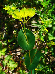 Image result for Bupleurum rotundifolium