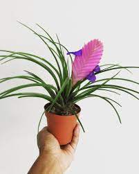 Air plants rely on a combination of air and water to grow, but to get a better idea of what air plants look like and their unique features, browse through 18 popular types of air plants below. Definitive Guide To 5 Types Of Air Plants