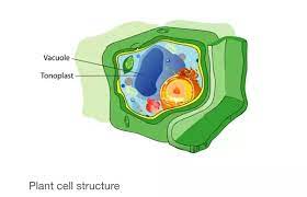 Maybe you would like to learn more about one of these? What Is The Largest Organelle In Plants Quora