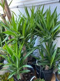 Image result for yucca gigantea en casa