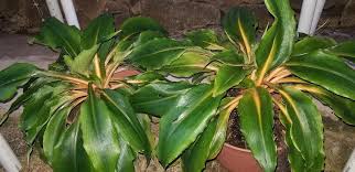 Image result for Chlorophytum filipendulum