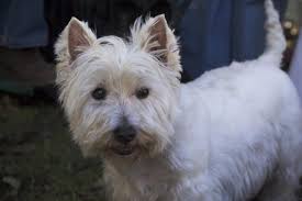 Top 10 Dog Breeds That Don T Shed Dog Breeds That Dont Shed Top 10 Dog Breeds Family Dogs Breeds