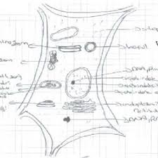 Epithelial tissue is a tissue made of one or more layers of compactly arranged cells that covers external surface and internal free surface of body organs and. An Example Of An Animal Cell Drawing 2 Download Scientific Diagram