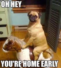 They See Me Rollin Funny Animal Pictures Funny Dogs Funny Animal Memes