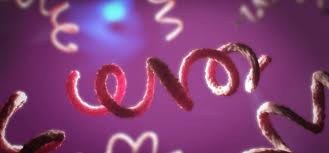 Image result for Treponema