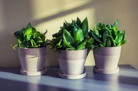 However, snake plants contain chemical compounds called saponins, which result in feline nausea, vomiting, and diarrhea. Are Snake Plants Toxic To Cats Garden Tabs