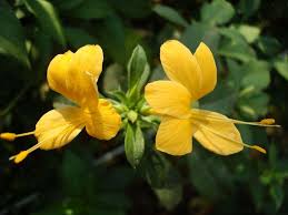 Image result for Barleria senensis