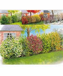 Vier Jahreszeiten Hecke Produktbild Garten Hecken Straucher Garten Garten