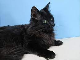 Outreach I Am Available For Adoption At The Cascade Station Petsmart On 9721 Ne Cascades Pkwy In Portland Come Meet Me Durin Humane Society Animals Adoption