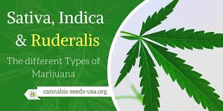 While the indica strains, on the other hand, produce effects that are. Cannabis Sativa Indica Ruderalis The Different Types Of Marijuana