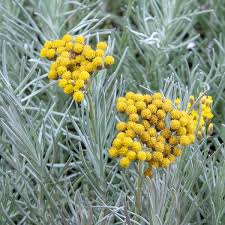 Image result for Helichrysum