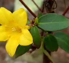 Image result for Gelsemiaceae