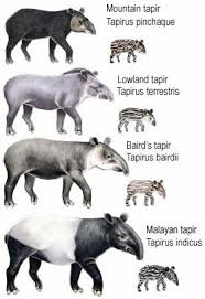Find & download free graphic resources for tapir animal. Tapir Specialist Group Frequently Asked Questions About Tapirs Tapir Mammals Animals
