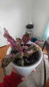 Varigated snow white waffle plant in 4 nursery pot. Snow White Waffle Plant Burnt Leaves Plantclinic