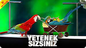 kalovan yavashev ve dunyanin en zeki papaganlari yetenek sizsiniz turkiye efsaneleri youtube papagan turkiye kus