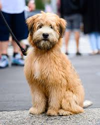 We list puppies from both breeders and dog rescues. Mugsy Wheaten Terrier 5 M O Prince Mulberry St New York Ny He Makes Over Five Doodies A Day Wheaten Terrier Puppy Wheaton Terrier Wheaten Terrier