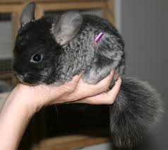 Skin on the ears, face, and legs is commonly affected; Pin On Animals