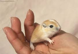 The Best Way To Handle Gerbils Small Pets Gerbil Small Pet Supplies