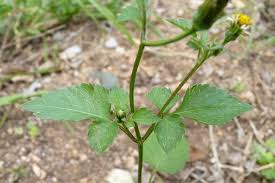 Image result for Bidens pilosa