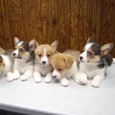 Established in 1997 to support and promote cardigan activities in the md, dc, va, and de area. Corgi Puppies For Sale Corgi Sale Twitter