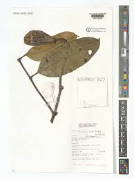 Image result for Picralima nitida