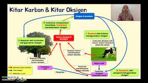 Sains tingkatan 2, bab 2 : Sains Tingkatan 2 Bab 2 Ekosistem 2 2 Kitar Nutrien Dalam Ekosistem Youtube