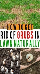 Grubs Refer To The Small Worm Like Larvae Of Various Insects Such As European Chafer Beetles June Beetles And Japanese Beetles Which Feast Giardino Orto Fiori
