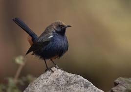 The indian robin ( saxicoloides fulicatus) is a species of bird in the muscicapidae family. Saxicoloides Fulicatus Indian Robin Black And Grey Indian Robin
