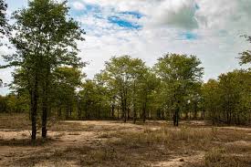 Image result for Colophospermum