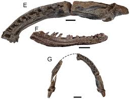 Image result for Kuloa michelsonii