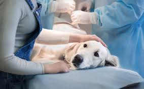 How to Keep Your Dog or Cat Comfortable After Surgery - Kainer Vet