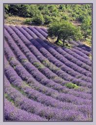 La Drome Jardin Des Senteurs Provence France Lavender Fields Lovely Lavender Lavender