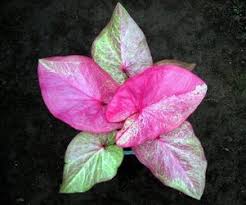 Catalog Caladium Keboen Pelangi Caladium Plant Leaves Flowers