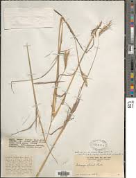 Image result for Andropogon chinensis