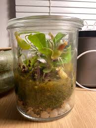 Actives Dropped A Couple Chunks Of Colonized Agar Into This Carnivorous Plant Terrarium Seems To Have The Right Humidity And Temperature We Ll See What Happens Mushroomgrowers