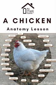 Chicken Anatomy Diagram Learn The Parts Of A Chicken In 2020 Chicken Anatomy Anatomy Lessons Barnyard Kids