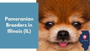 Check spelling or type a new query. 17 Pomeranian Breeders In Illinois Il Pomeranian Puppies For Sale Animalfate