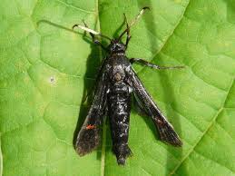 Image result for Buchnera cryptocephala