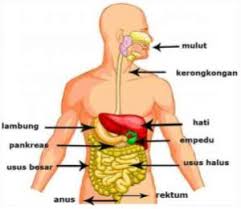 Maybe you would like to learn more about one of these? Perhatikan Gambar Jelaskan Fungsi Organ Pencer
