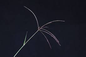 Image result for Digitaria gymnostachys