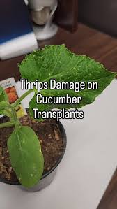 Image result for thrips damage on cucumber