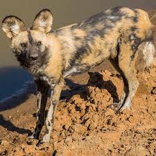 $ your offer must be higher than $5,000. African Wild Dog Project Conservation Fund Erindi Private Game Reserve