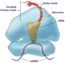 During embryogenesis, hox mrna translation is tightly regulated by a sophisticated molecular mechanism that combines two rna regulons located in their 5′utr. Translation