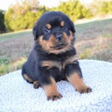 There are a total of 8 puppies. Tucker Rottweiler Puppy 623713 Puppyspot